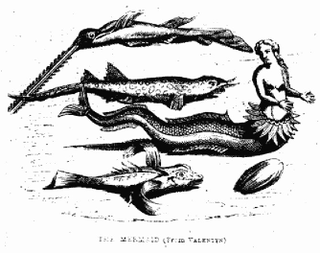 Illustration for article titled A Gorgeous Dissection of Mermaid Anatomy